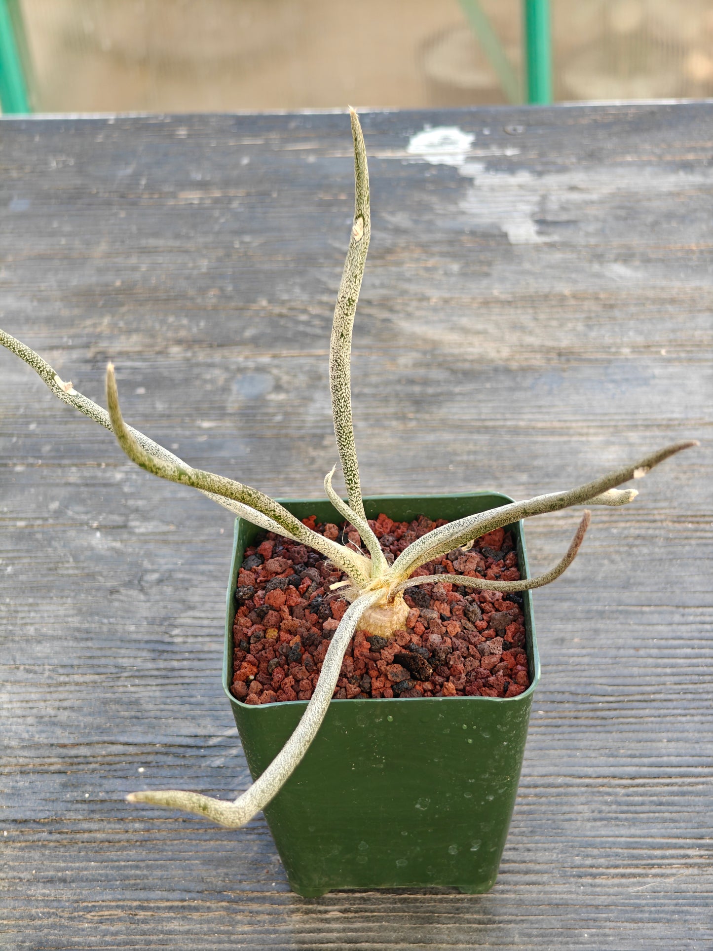 Astrophytum caput-medusae