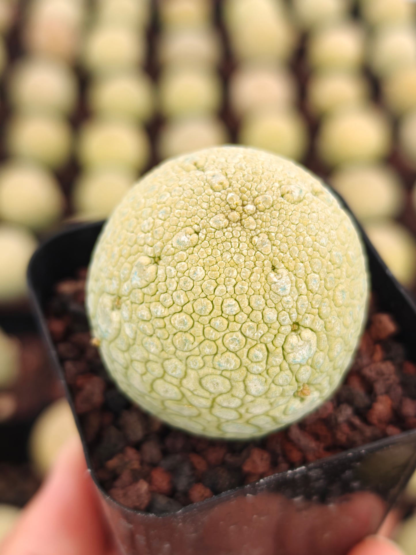 Pseudolithos migiurtinus