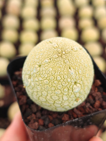 Pseudolithos migiurtinus