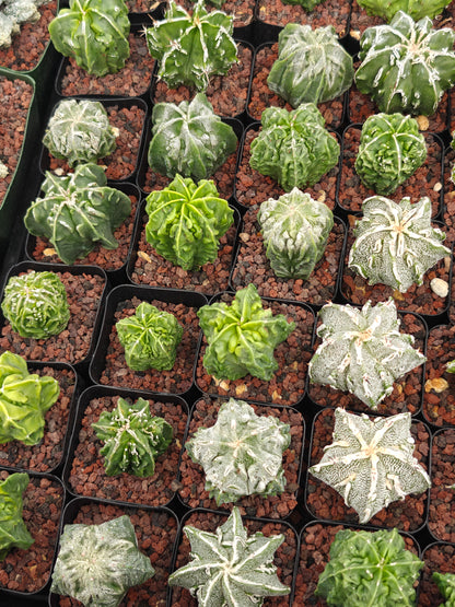 Astrophytum myriostigma 'Fukuryu'