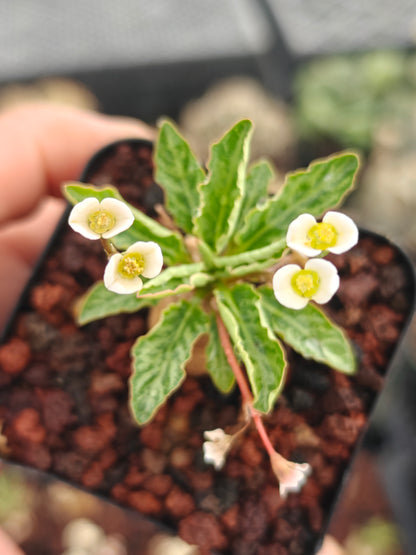 Euphorbia spannringii