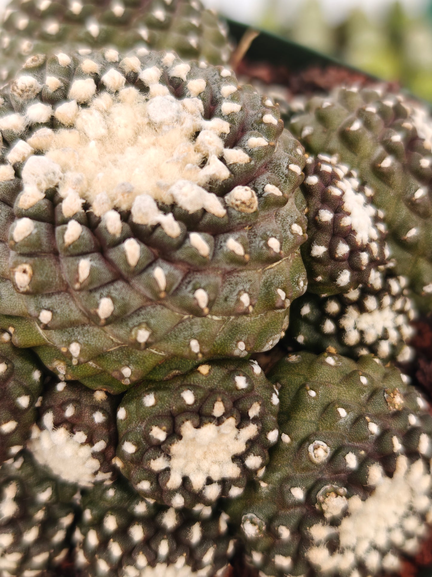 Copiapoa tenuissimma f. monstruosa