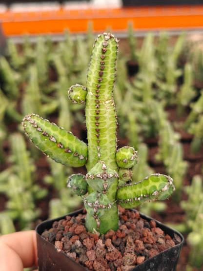 Euphorbia hererochroma