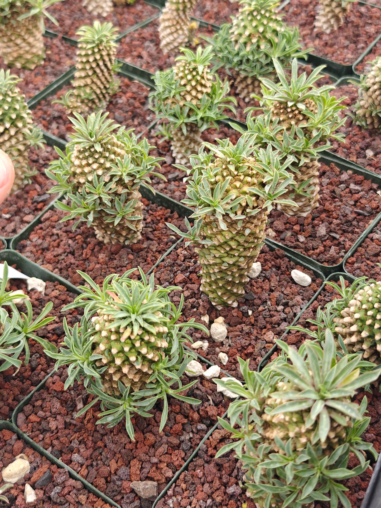 Euphorbia bupleurifolia 'Sotetsu Kirin'