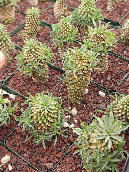 Euphorbia bupleurifolia 'Sotetsu Kirin'