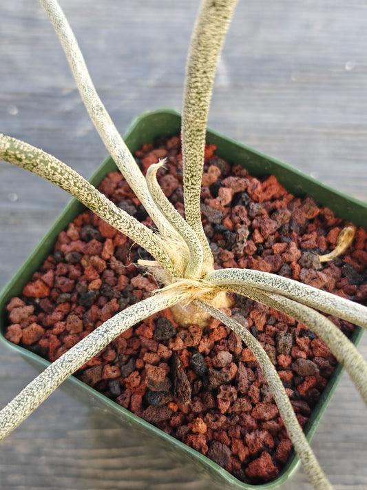 Astrophytum caput-medusae