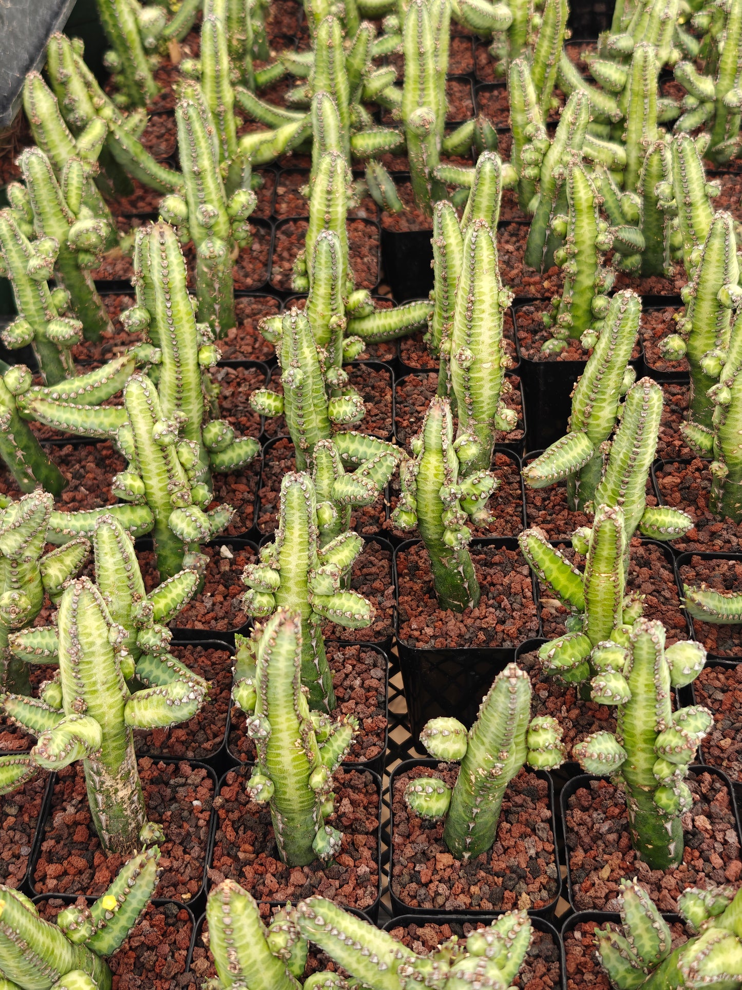 Euphorbia hererochroma