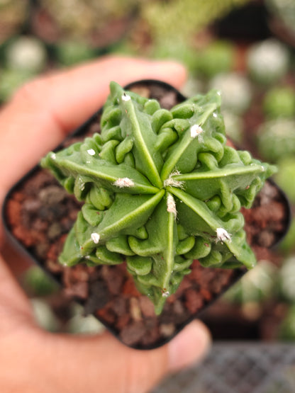 Astrophytum myriostigma 'Fukuryu Nudum'