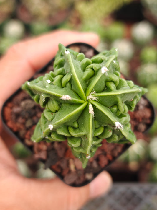 Astrophytum myriostigma 'Fukuryu Nudum'