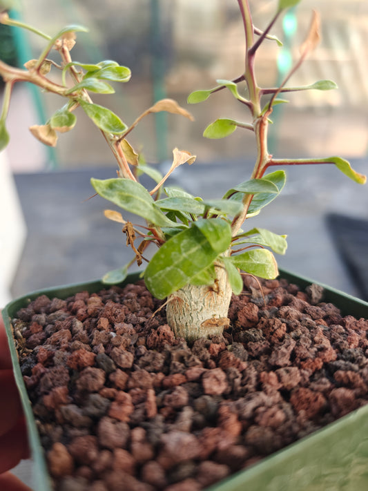 Fouquierua columnaris