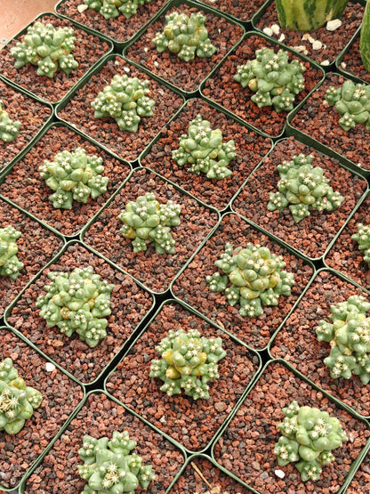 Coryphantha runyonii 'Viola'