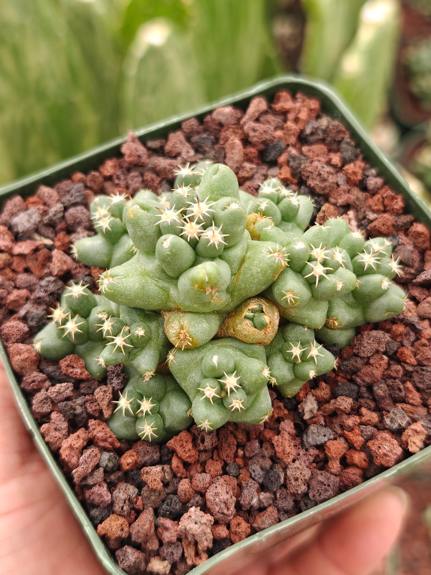 Coryphantha runyonii 'Viola'