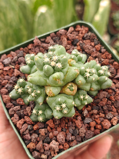 Coryphantha runyonii 'Viola'