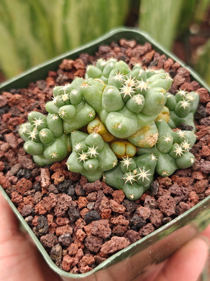 Coryphantha runyonii 'Viola'