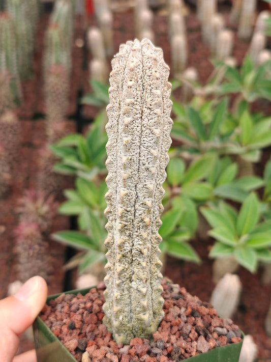 Euphorbia abdelkuri