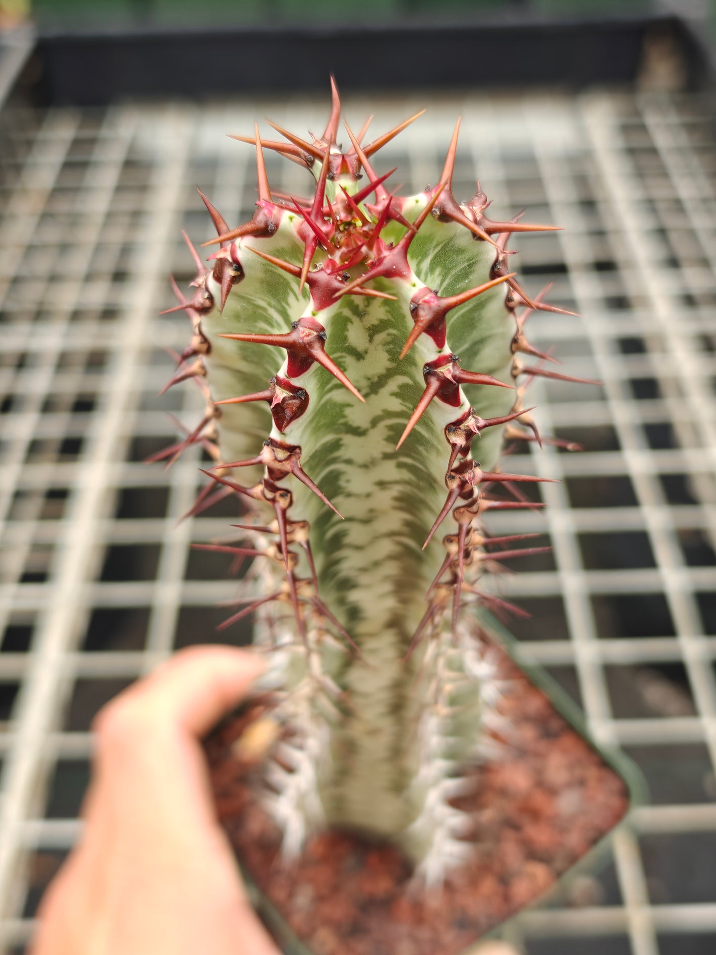 Euphorbia confinalis ssp. rhodesia