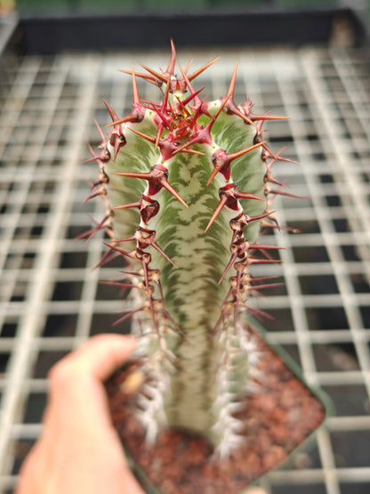 Euphorbia confinalis ssp. rhodesia