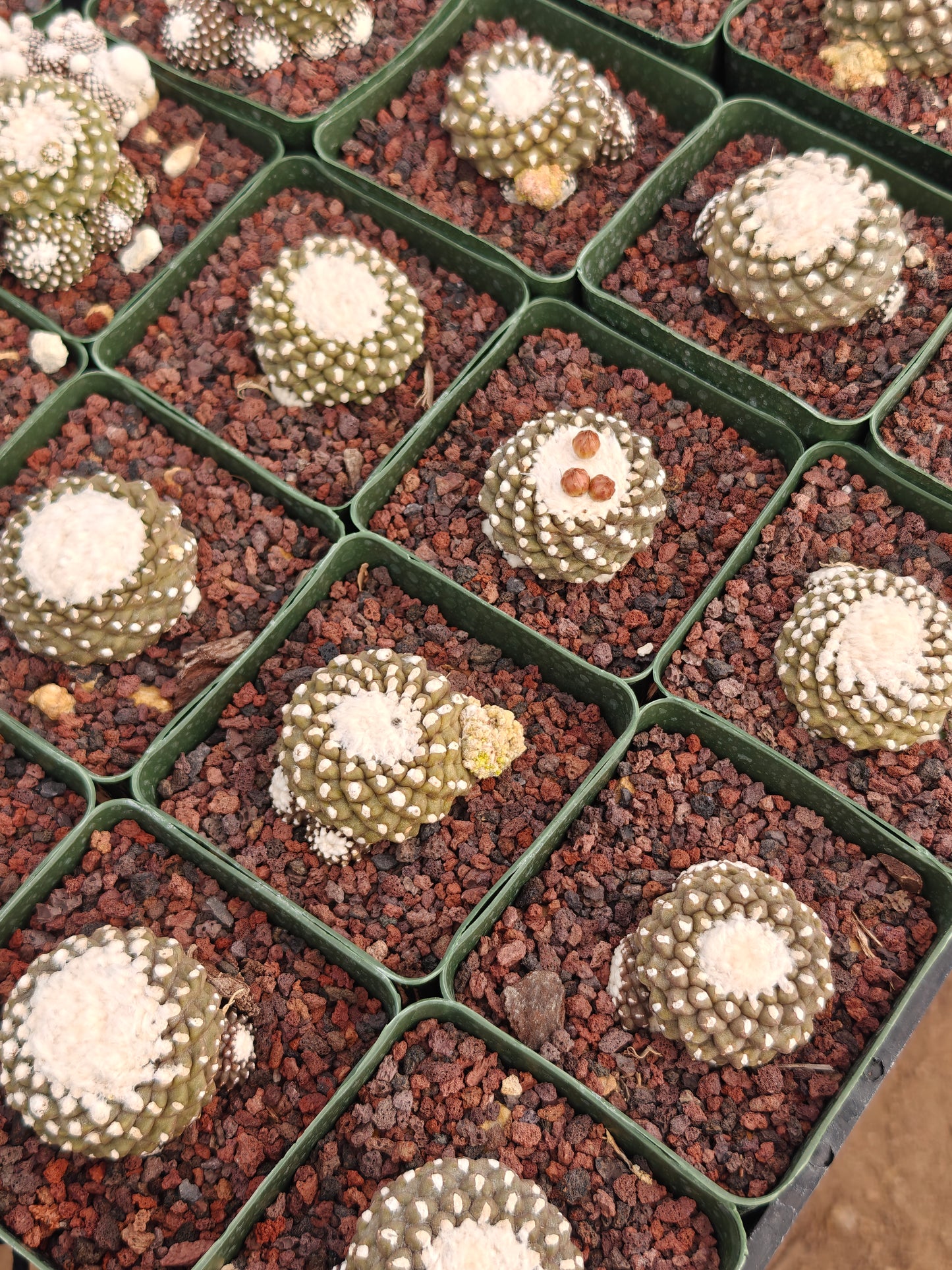Copiapoa tenuissimma f. monstruosa