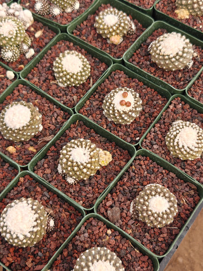 Copiapoa tenuissimma f. monstruosa