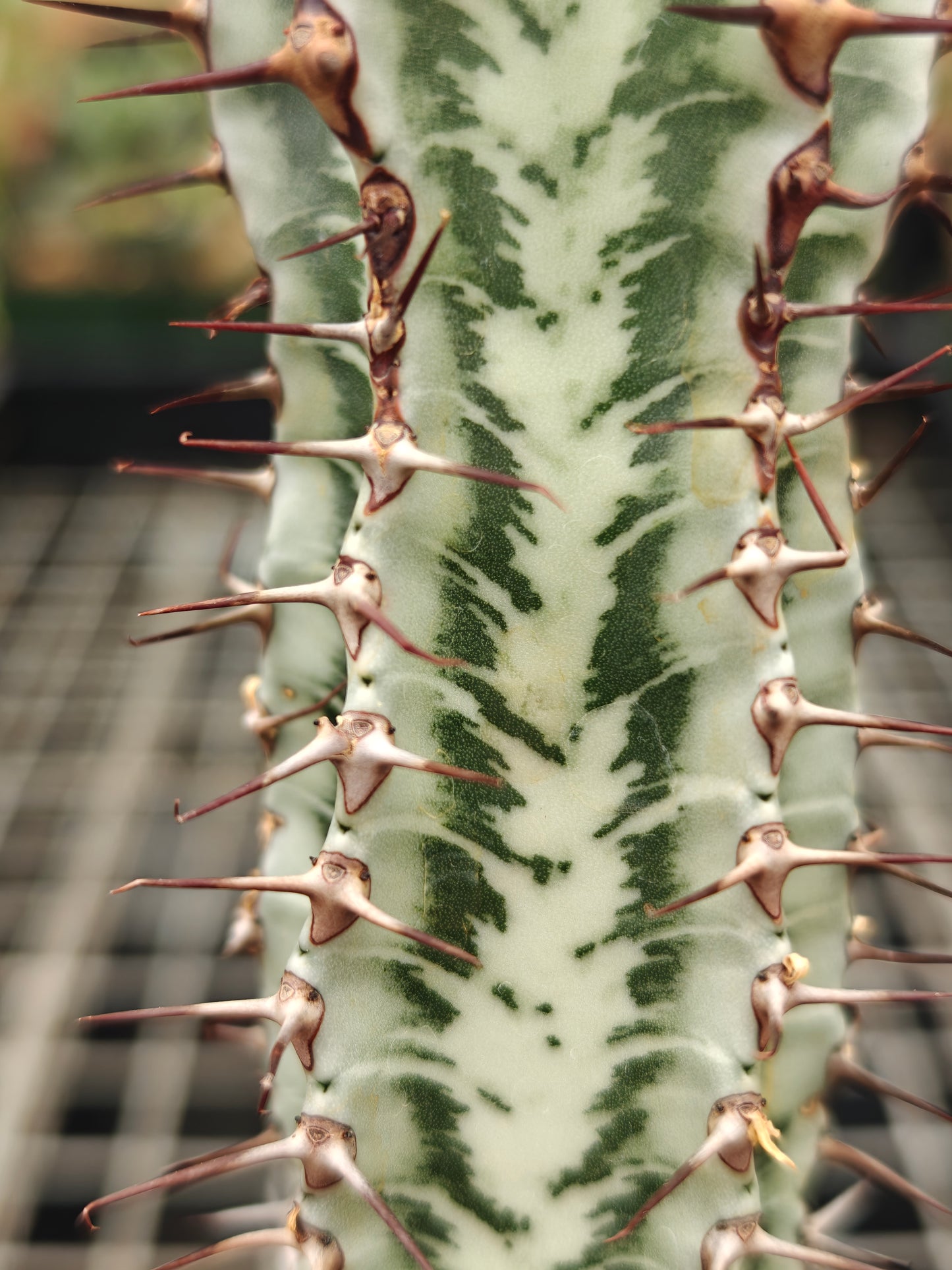 Euphorbia confinalis ssp. rhodesia