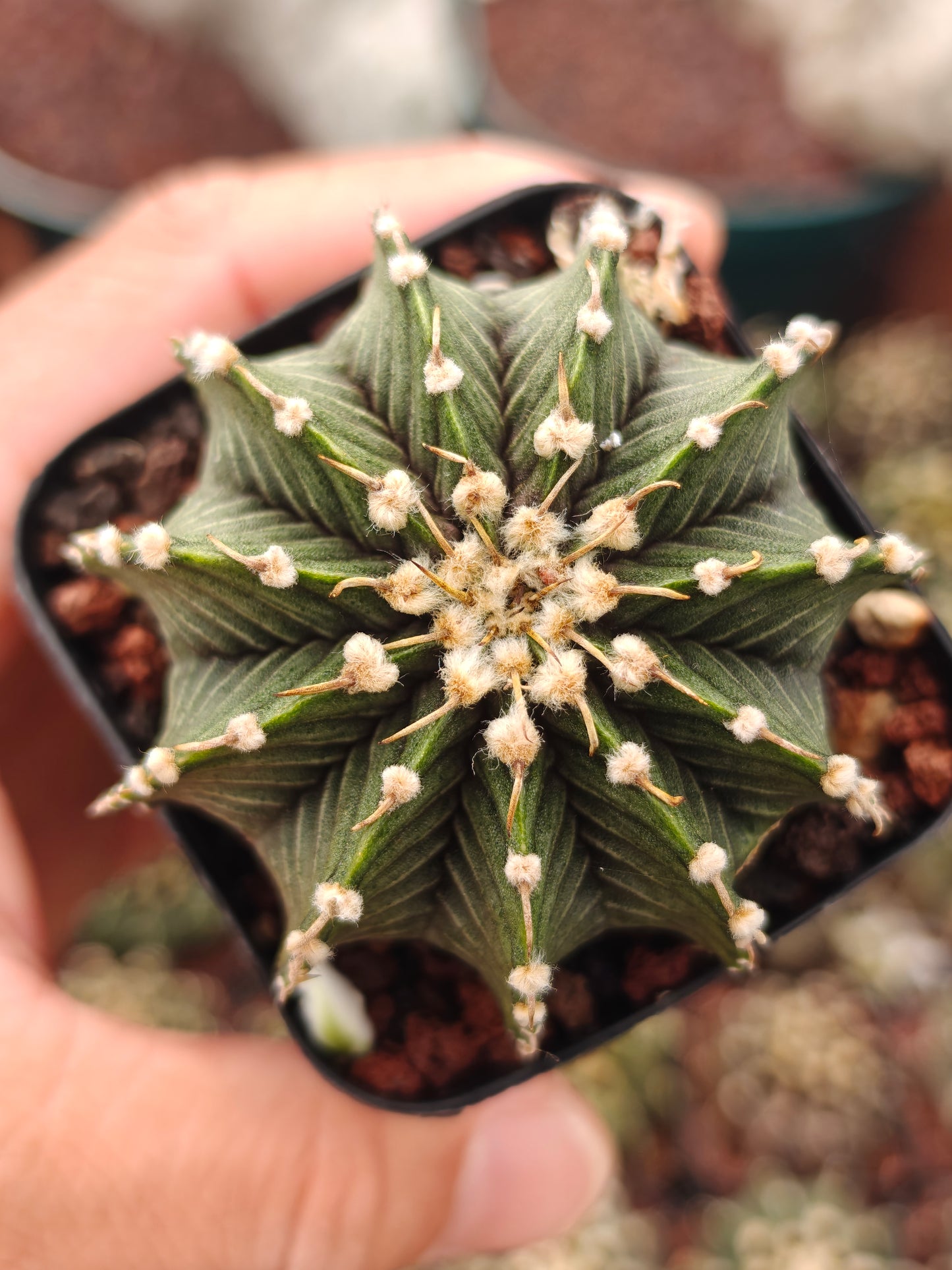 Gymnocalycium frederchii LB2178
