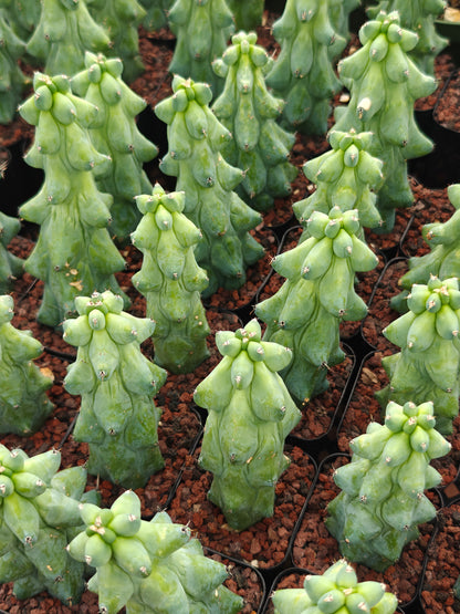 Boobie Cactus  - Myrtillocactus geometrizans 'Fukurokuryuzinboku'