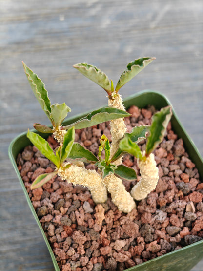 Euphorbia decaryi ssp. spirosticha