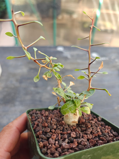 Fouquierua columnaris