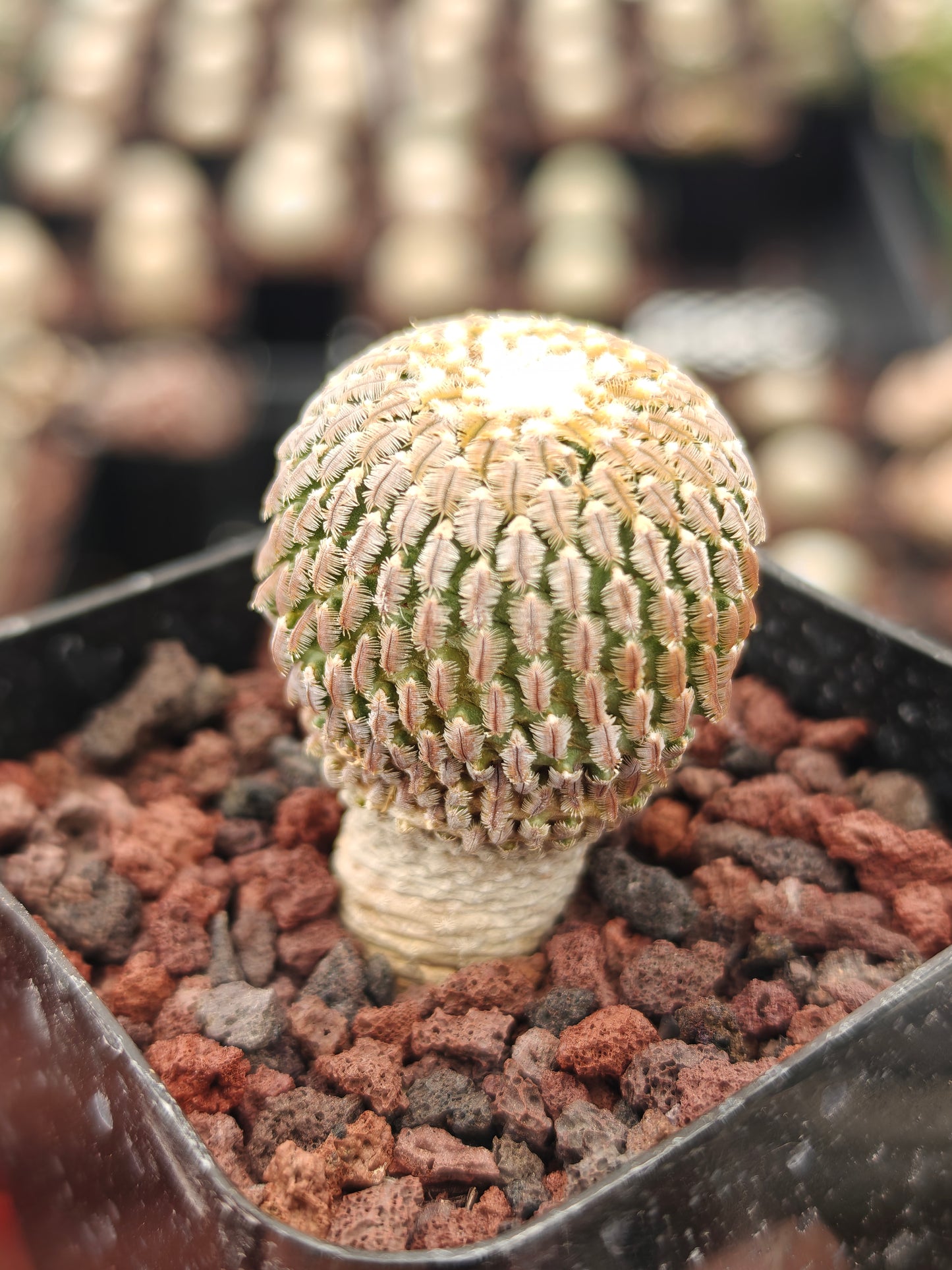 Turbinicarpus pseudopectinatus