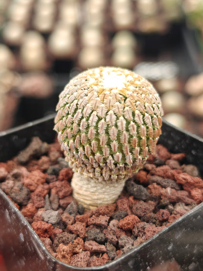 Turbinicarpus pseudopectinatus