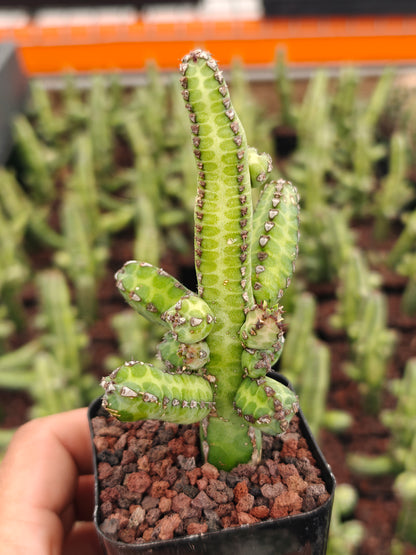 Euphorbia hererochroma