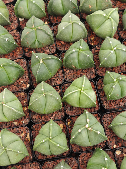 Astrophytum myriostygma f. tricoatatum 'Nudum'