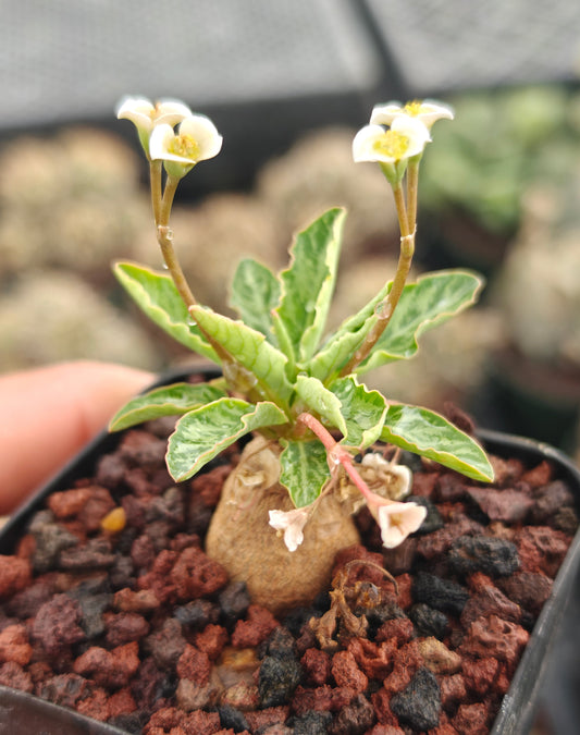 Euphorbia spannringii
