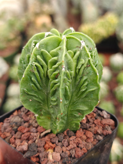 Astrophytum myriostigma 'Fukuryu Nudum'