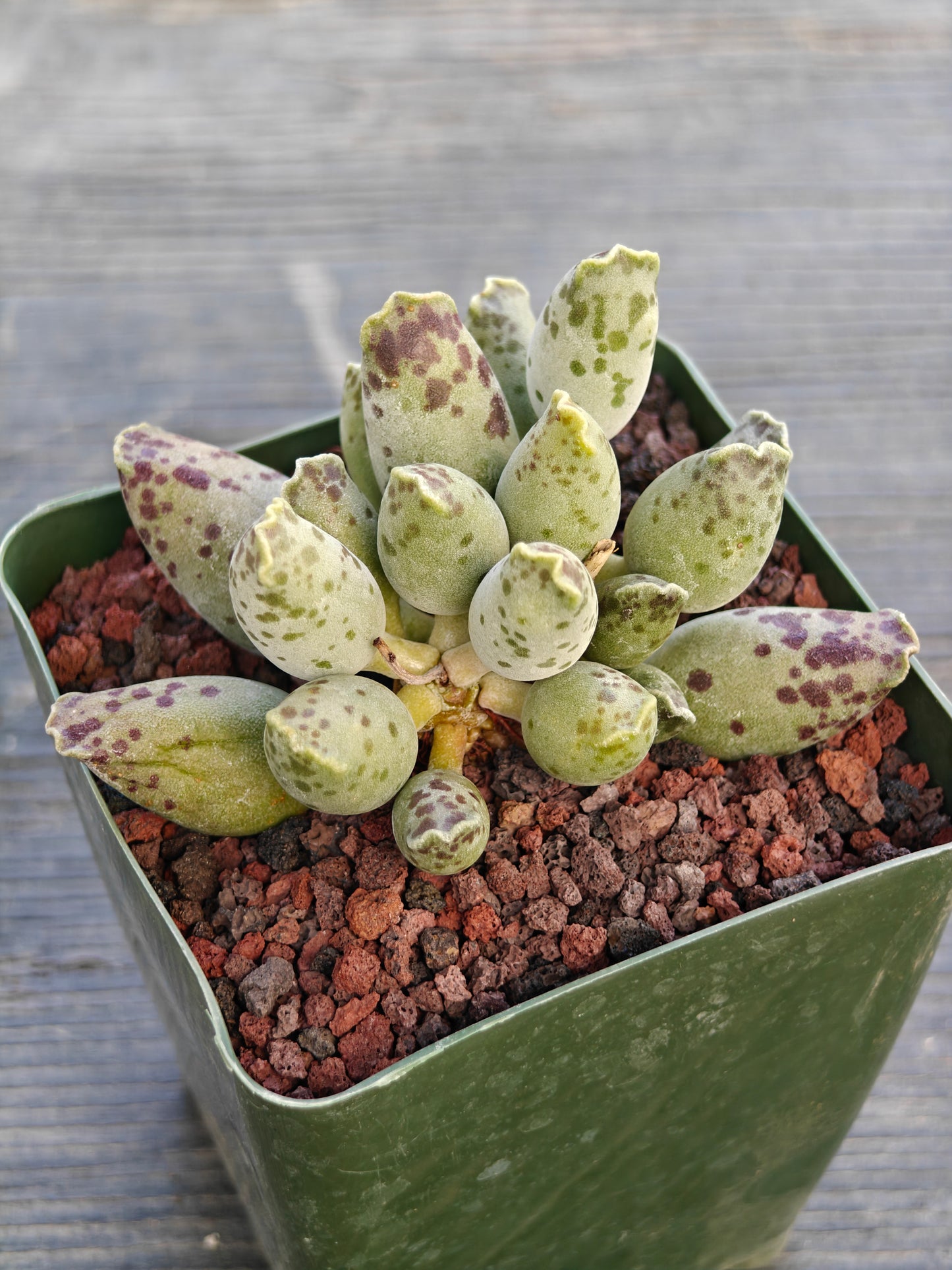 Adromischus cooperi var. festivis