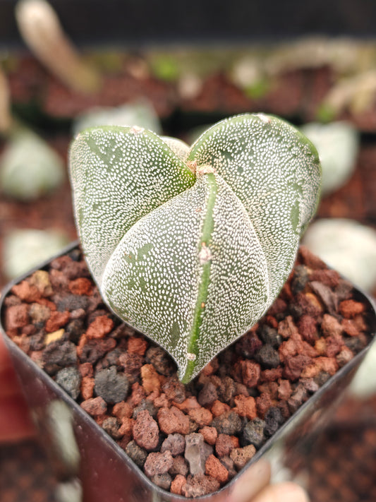 Astrophytum myriostygma f. tricoatatum