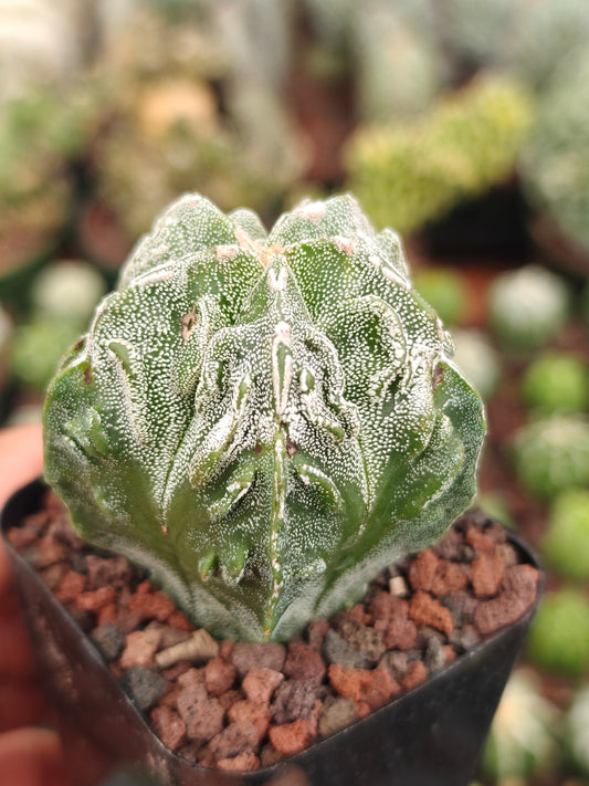 Astrophytum myriostigma 'Fukuryu'