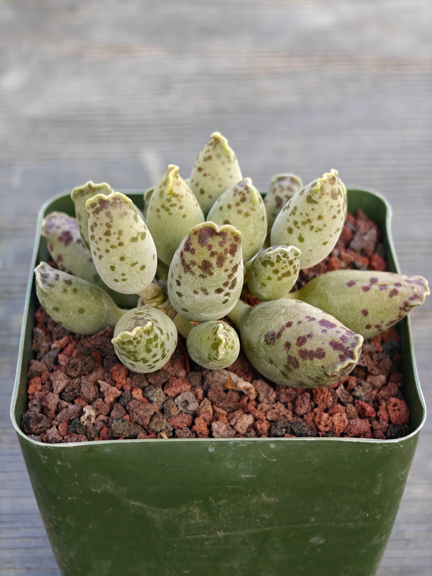 Adromischus cooperi var. festivis