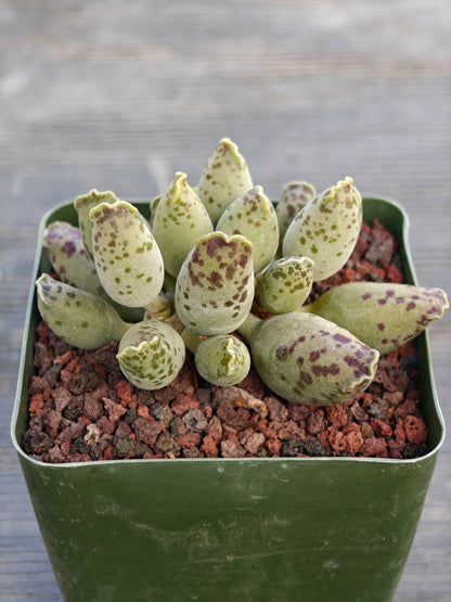 Adromischus cooperi var. festivis