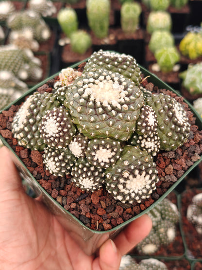 Copiapoa tenuissimma f. monstruosa