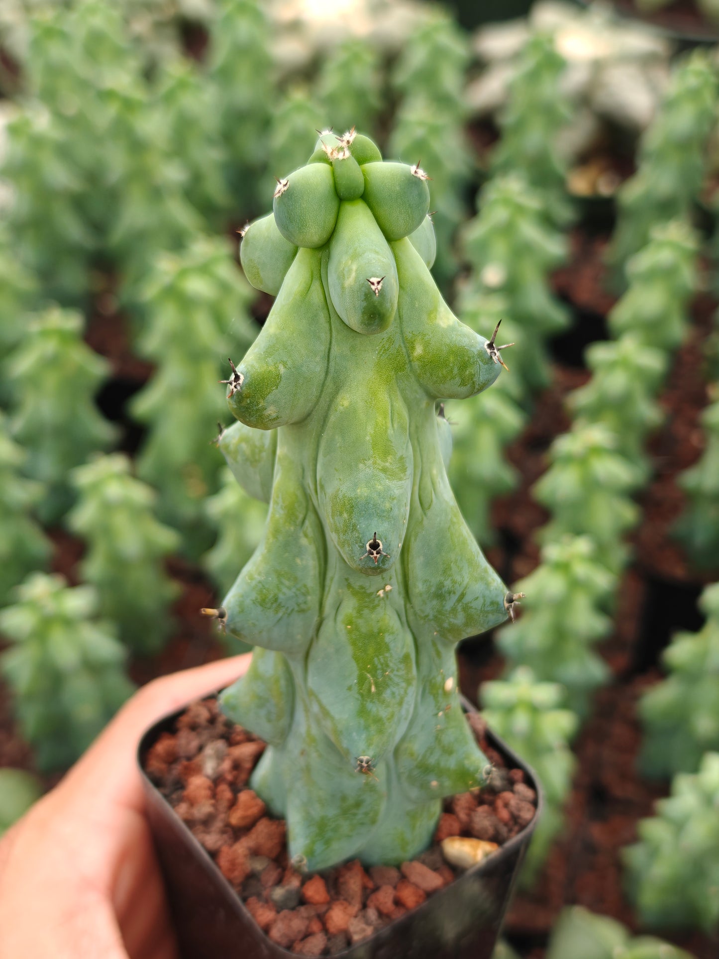 Boobie Cactus  - Myrtillocactus geometrizans 'Fukurokuryuzinboku'
