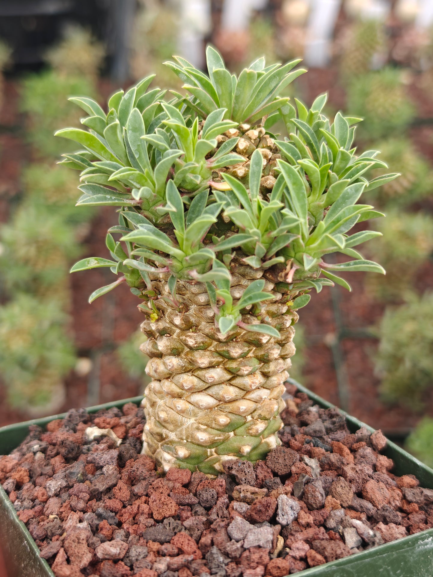 Euphorbia bupleurifolia 'Sotetsu Kirin'