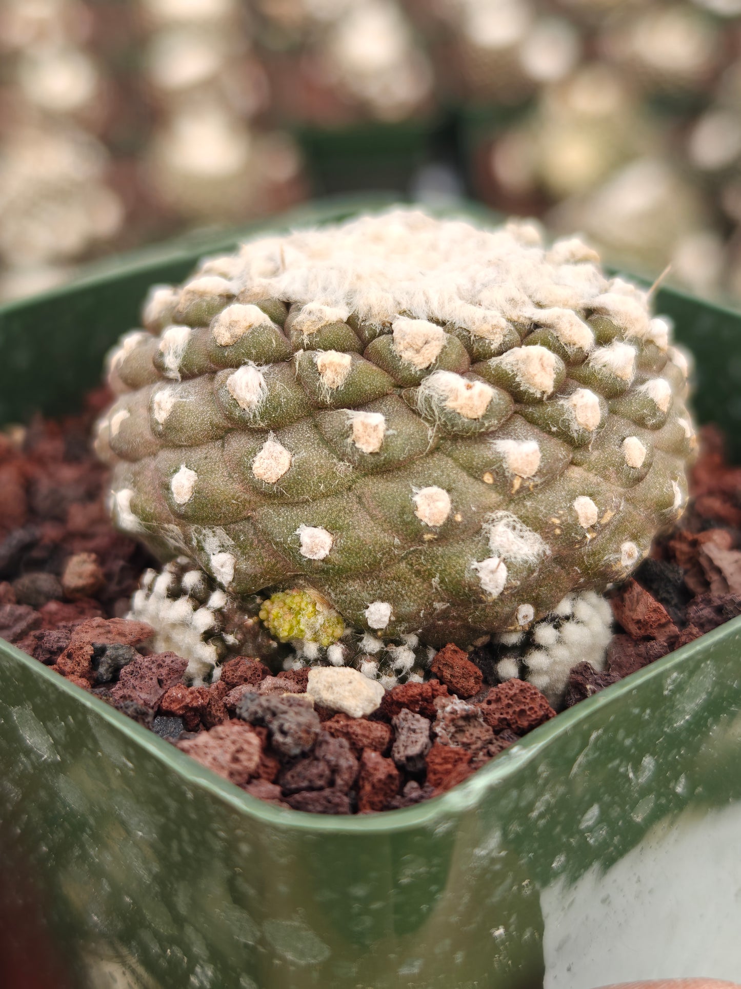 Copiapoa tenuissimma f. monstruosa