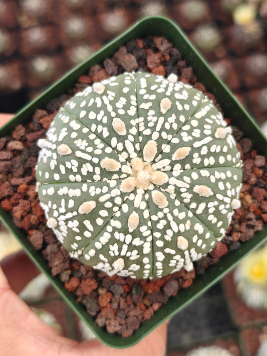 Astrophytum asterias 'Super Kabuto'