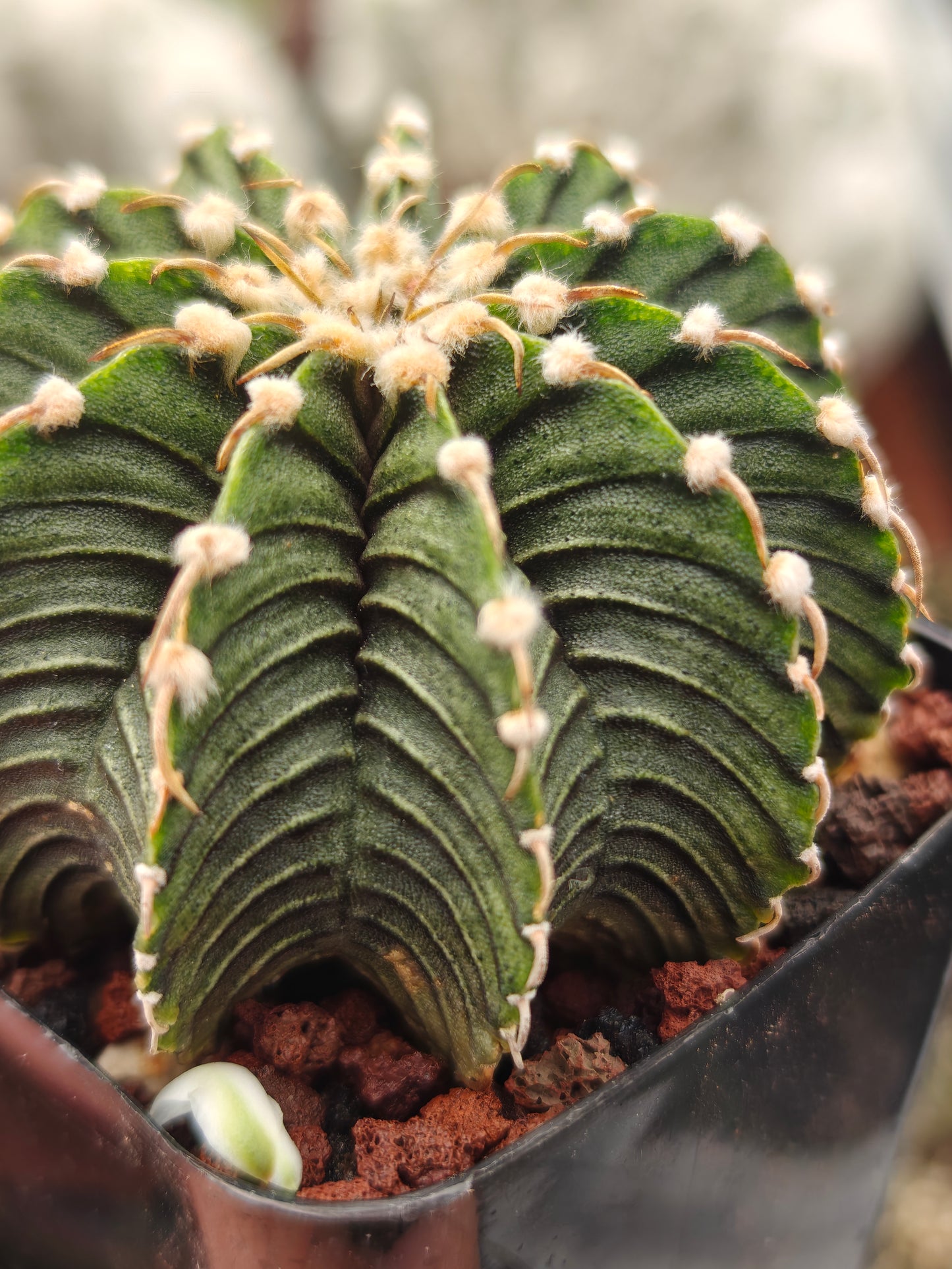 Gymnocalycium frederchii LB2178