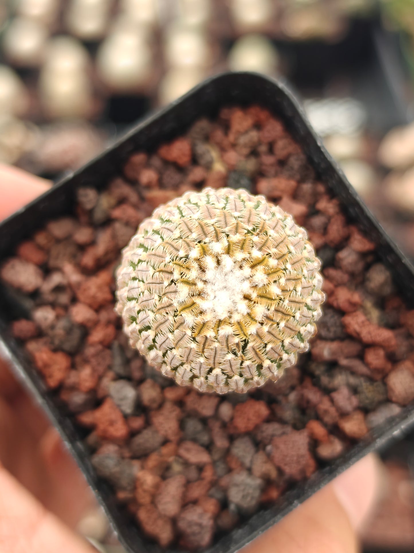 Turbinicarpus pseudopectinatus