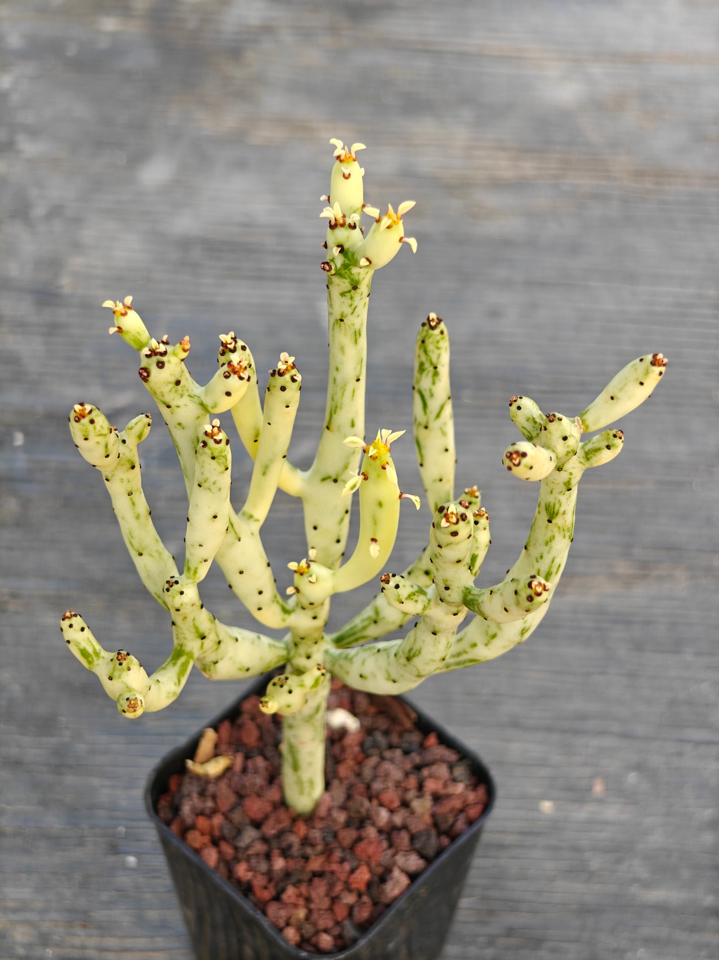 Euphorbia alluaudia v. variegata