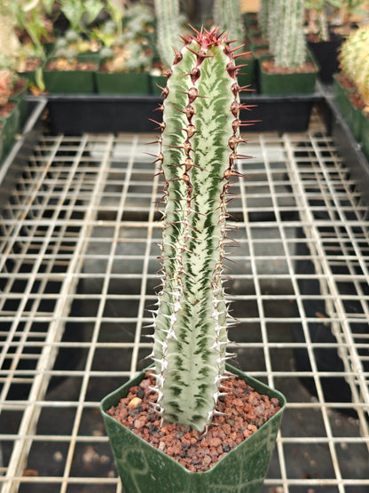 Euphorbia confinalis ssp. rhodesia
