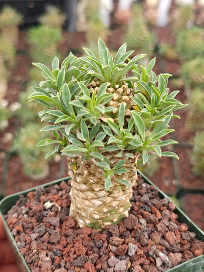 Euphorbia bupleurifolia 'Sotetsu Kirin'