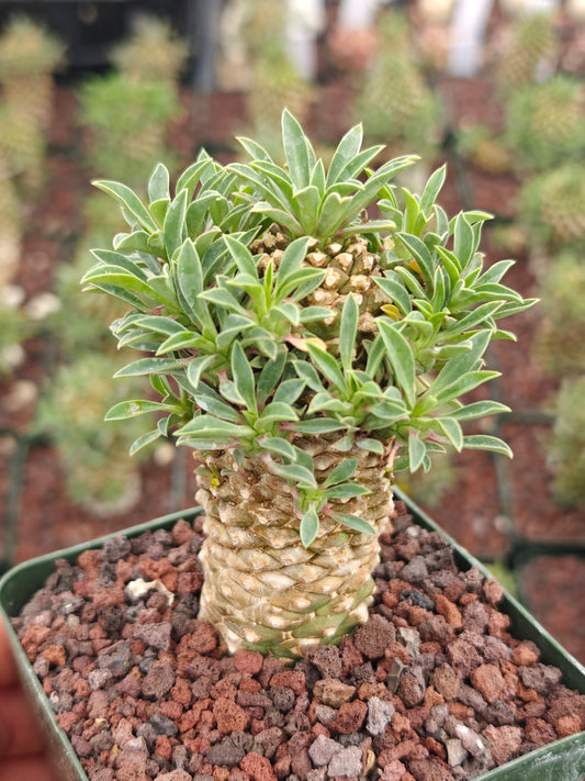 Euphorbia bupleurifolia 'Sotetsu Kirin'